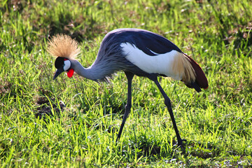 A Majestic African Crowned Crane on the lookout for its next meal in the wetlands of the Amboseli National park, Kenya