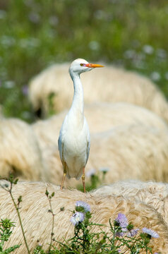 Cattle egret (Bubulcus ibis) in the field on a sheep. Cabras. Oristano, Sardinia. Italy