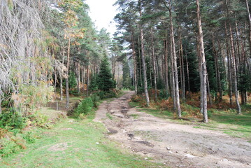 Fototapeta premium Discovering Paradise: Exploring Gerês in Pictures