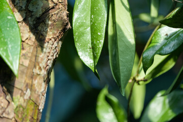 leaves in the garden