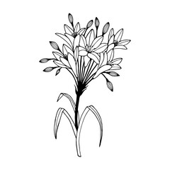 Tritelia. Vector stock illustration eps10. Hand drawing, outline. Isolate on a white background. 