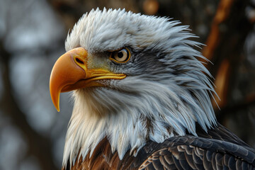 Obraz premium close up Portrait of a American bald eagle