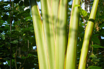 Obraz premium close up of forest
