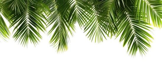 This close-up showcases the intricate details of a palm tree branch, with its long, slender leaves and rough texture. The isolated branch contrasts beautifully against a white background, making it