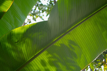 palm leaf with backlight, wallpaper, foliage, flora green wallpaper