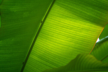 palm leaf with backlight, wallpaper, foliage, flora green wallpaper
