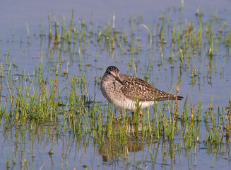 Wood sandpiper / Tringa glareola Sardinia, Italy