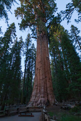 Fototapeta premium The majestic General Sherman tree at sunset