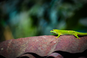 PHELSUMA MADAGASCARIENSIS portrait, madagascar jungle, day gecko