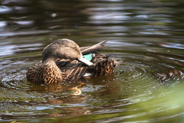 duck mallard in the water