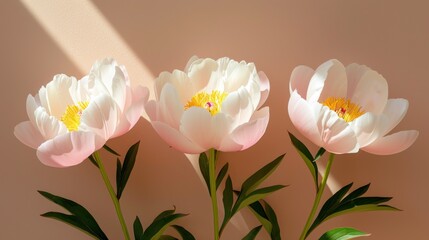 three white flowers in a vase against a pink wall with a shadow of a person's shadow on the wall.