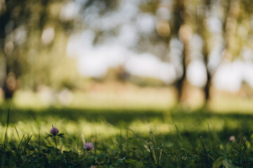 Green park with trees, clover flower and grass in summer day, sunny landscape with blur and bokeh,...