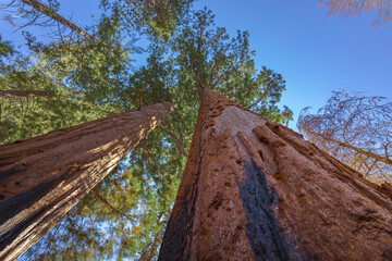 View from below of Sequoia trees