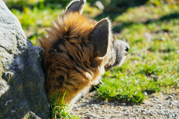 close up portrait of the head (sleepy) of a spotted hyena, sleeping, fur, close up