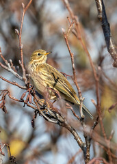 Meadow Pipit (Anthus pratensis) on Bull Island, Dublin Coast, Ireland