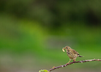 Meadow Pipit (Anthus pratensis) on Bull Island, Dublin Coast, Ireland