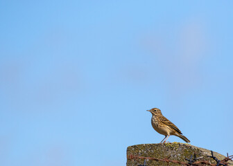 Meadow Pipit (Anthus pratensis) on Bull Island, Dublin Coast, Ireland