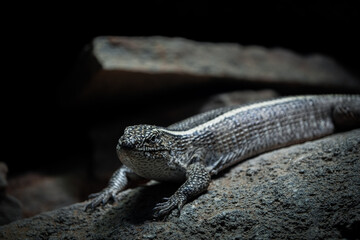Hispaniolan Curly Tailed LIzard