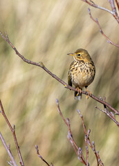 Meadow Pipit (Anthus pratensis) on Bull Island, Dublin Coast, Ireland