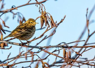 Meadow Pipit (Anthus pratensis) on Bull Island, Dublin Coast, Ireland