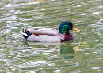 Adult Male Drake Mallard (Anas platyrhynchos) on Bull Island, Dublin Coast, Ireland