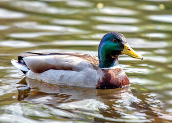 Adult Male Drake Mallard (Anas platyrhynchos) on Bull Island, Dublin Coast, Ireland