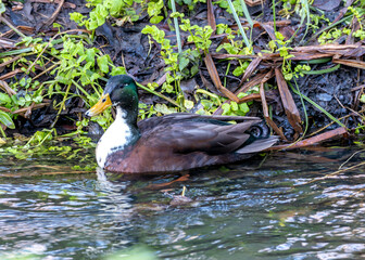 Adult Male Drake Mallard (Anas platyrhynchos) on Bull Island, Dublin Coast, Ireland