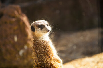 portrait of a meerkat, standing guard in the zurich zoo - african meerkat, fur, fluffy, cute