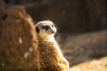 Fototapeta premium portrait of a meerkat, standing guard in the zurich zoo - african meerkat, fur, fluffy, cute