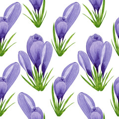 Watercolor purple crocuses seamless pattern, spring flowers digital paper on white background. Hand painted floral illustration. For textile design, packaging, wrapping paper, wallpaper, scrapbooking.