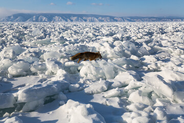 View of the fox at lake Baikal in winter