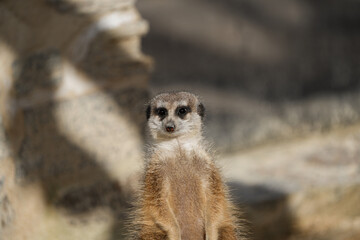 portrait of a meerkat, standing guard in the zurich zoo - african meerkat, fur, fluffy, cute