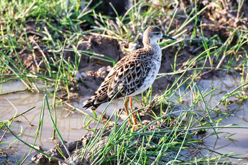 Female Ruff (Philomachus pugnax) close up at the wetlands of Amboseli National Park, Kenya
