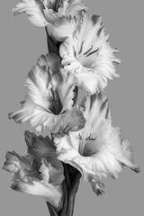 black and white gladiolus flower close up