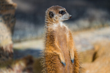 portrait of a meerkat, standing guard in the zurich zoo - african meerkat, fur, fluffy, cute