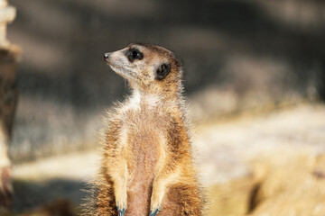 portrait of a meerkat, standing guard in the zurich zoo - african meerkat, fur, fluffy, cute