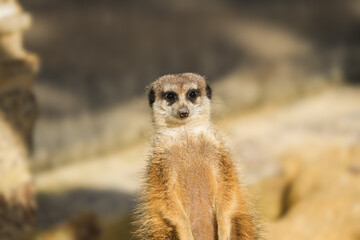 Fototapeta premium portrait of a meerkat, standing guard in the zurich zoo - african meerkat, fur, fluffy, cute