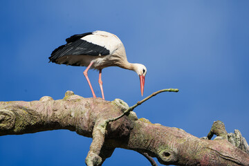 portrait of a white stork in the zurich zoo standing on a branch, wildlife photography