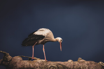 portrait of a white stork in the zurich zoo standing on a branch, wildlife photography - obrazy, fototapety, plakaty