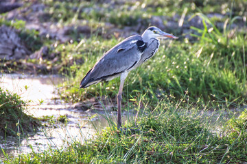 African Grey Heron at the swampy marsh lands of the Amboseli National Park,Kenya