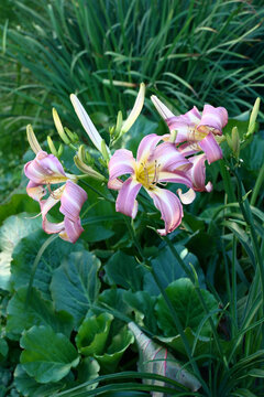 The blossoming grade day lily Orchid Corsage in a flower bed among leaves of irises and a bergenia.