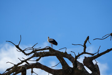 portrait of a white stork in the zurich zoo standing on a branch, wildlife photography