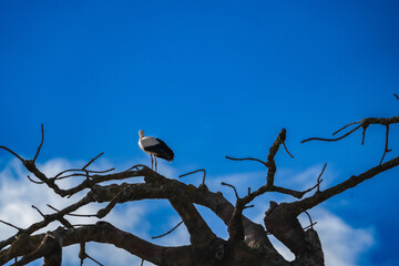 portrait of a white stork in the zurich zoo standing on a branch, wildlife photography