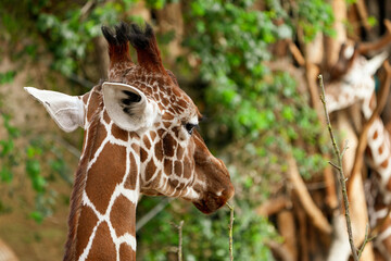 portrait of the back of a head of a giraffe in the zoo
