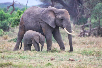 Naklejka na ściany i meble An elephant mother and its baby calf enjoy a quite moment in this timeless scene at Amboseli National park, Kenya