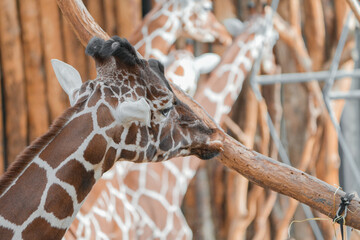 headshot portrait of a giraffe in the zoo, african giraffe, skin, texture, closeup