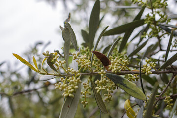 Olive tree (Olea europeana)