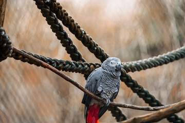 portrait of a grey parrot in the zurich zoo