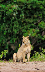 A watchful Lioness looks for prey and dangers at the Amboseli National Park, Kenya