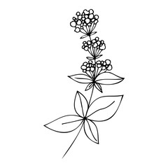 illustration of a flower, flowers, tattoo, sketch, freehand drawing, floristry, contour, one line, vector, twig, leaves, petal, leaves, nature, organic